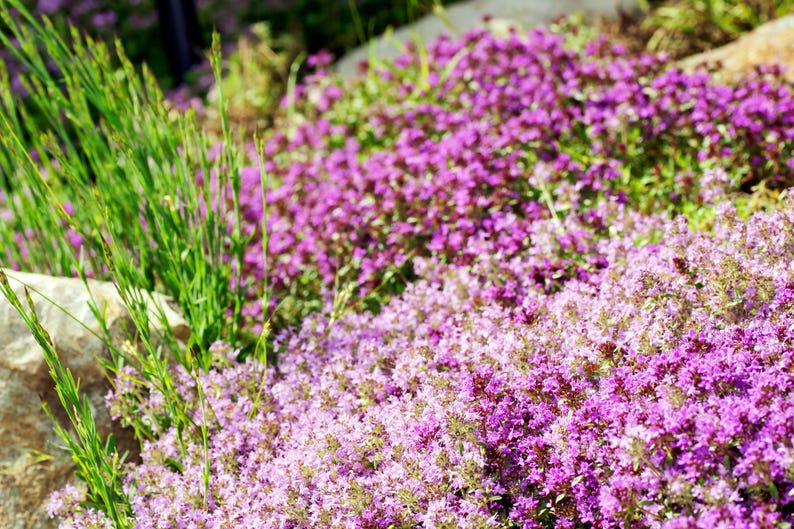 Creeping Thyme Seeds: Fragrant Herb, Pink Blooms - Deerproof Ground Cover bild 3