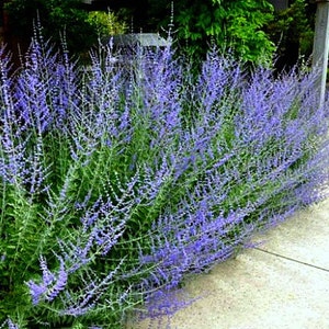 Russian Sage, Perovskia, 15 seeds, fluffy blue border, silver foliage, fragrant  flowers, drought tolerant, deerproof, butterflies, hummers