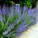 see more listings in the Drought Tolerant Plants section