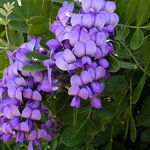 Texas Mountain Laurel, 10 seeds, Sophora secundiflora, fragrant blooms, xeriscape, desert plant, zones 7 to 11, perfect hedge, very purple image 2