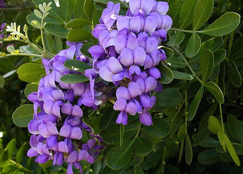 Texas Mountain Laurel, 10 seeds, Sophora secundiflora, fragrant blooms, xeriscape, desert plant, zones 7 to 11, perfect hedge, very purple image 2