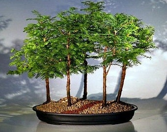 California Dawn Redwood, Metasequoia, 25 seeds, grows quickly, zones 4 to 9, great shade tree, perfect for bonsai