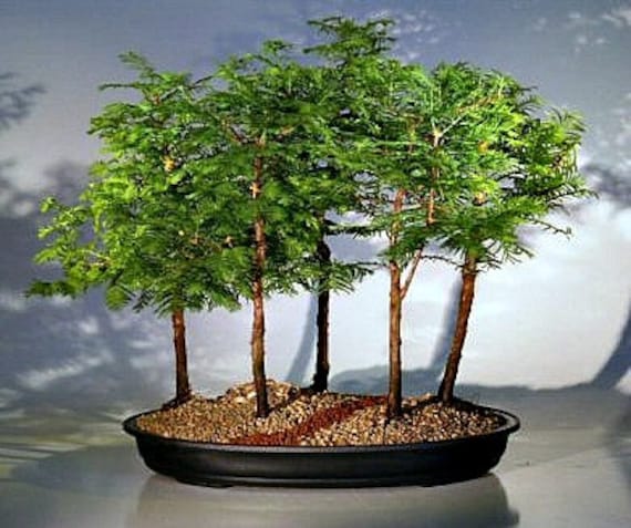 Cây cảnh bonsai: Thế ngũ nhạc