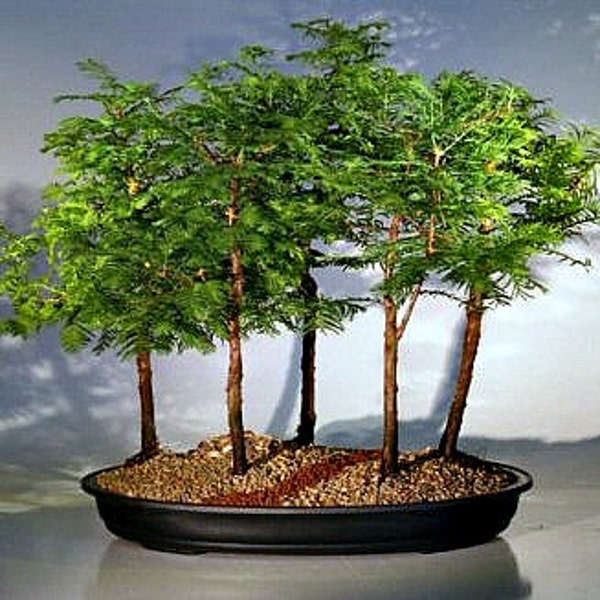 California Dawn Redwood, Metasequoia, 25 seeds, grows quickly, zones 4 to 9, great shade tree, perfect for bonsai