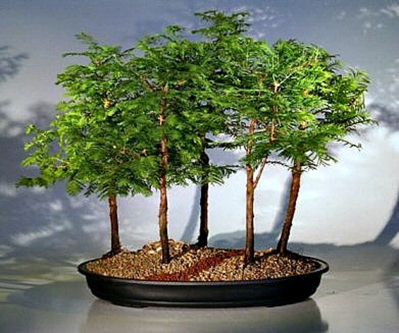 California Dawn Redwood, Metasequoia, 25 seeds, grows quickly, zones 4 to 9, great shade tree, perfect for bonsai image 1