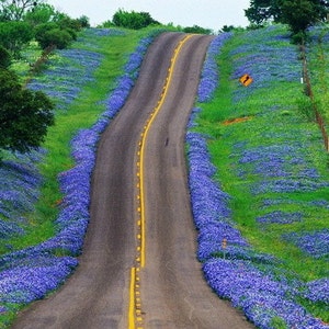 Desert Bluebells, Phacelia campanularia, 500 seeds, electric blue wildflower, any zone 3 to 10, great ground cover, desert charmer image 1