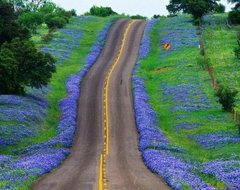 Desert Bluebells, Phacelia campanularia, 500 seeds, electric blue wildflower, any zone 3 to 10, great ground cover, desert charmer