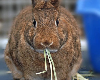 Timothy Hay seed, Grow your own rabbit feed, 2000 seeds, best for bunnies, chinchillas, guinea pigs too, Phleum Pratense, cool weather crop