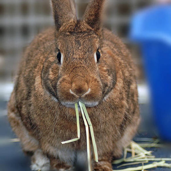 Timothy Hay seed, Grow your own rabbit feed, 2000 seeds, best for bunnies, chinchillas, guinea pigs too, Phleum Pratense, cool weather crop