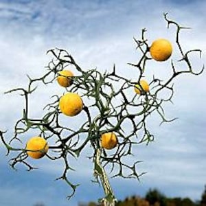 Flying Dragon, Poncirus citrus trifoliata, 10 seeds, cold hardy citrus, miniature tree, blooming bonsai, fragrant blossoms, great houseplant image 4