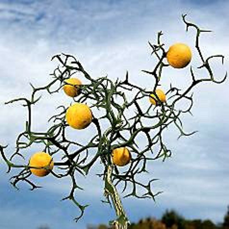 Flying Dragon, Poncirus citrus trifoliata, 10 seeds, cold hardy citrus, miniature tree, blooming bonsai, fragrant blossoms, great houseplant image 4
