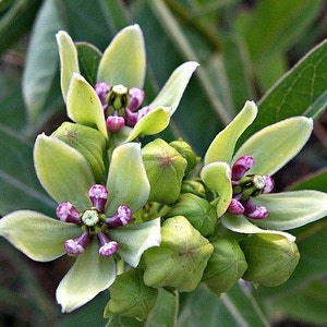 Spider Milkweed, Asclepias viridis, 10 seeds, Butterfly Garden, Monarch Butterflies, zone 5 to 8