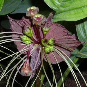 Tacca chantrieri, Black Bat Flower, 5 fresh seeds, tall black blossoms, tropical garden, zone 10 to 11, houseplant, greenhouse, goth garden image 2