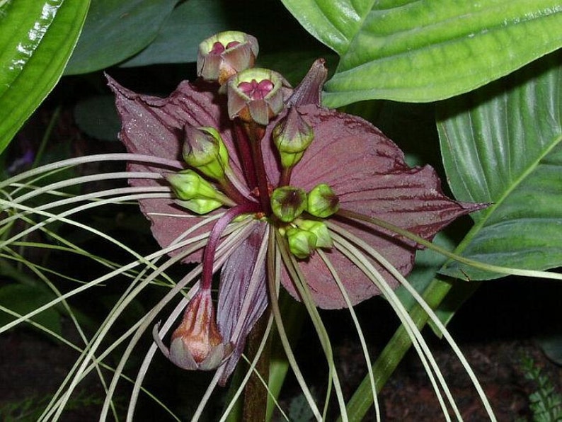 Tacca chantrieri, Black Bat Flower, 5 fresh seeds, tall black blossoms, tropical garden, zone 10 to 11, houseplant, greenhouse, goth garden image 2