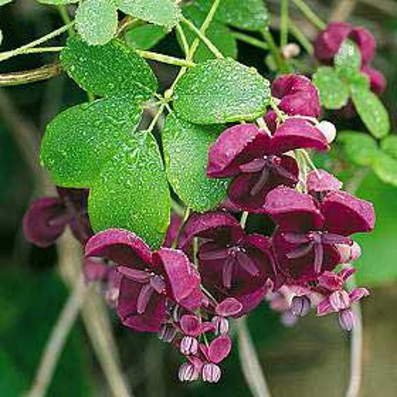 Мина экзотика любви фото в саду Chocolate Vine Akebia Quinata 10 seeds fragrant climber or Etsy