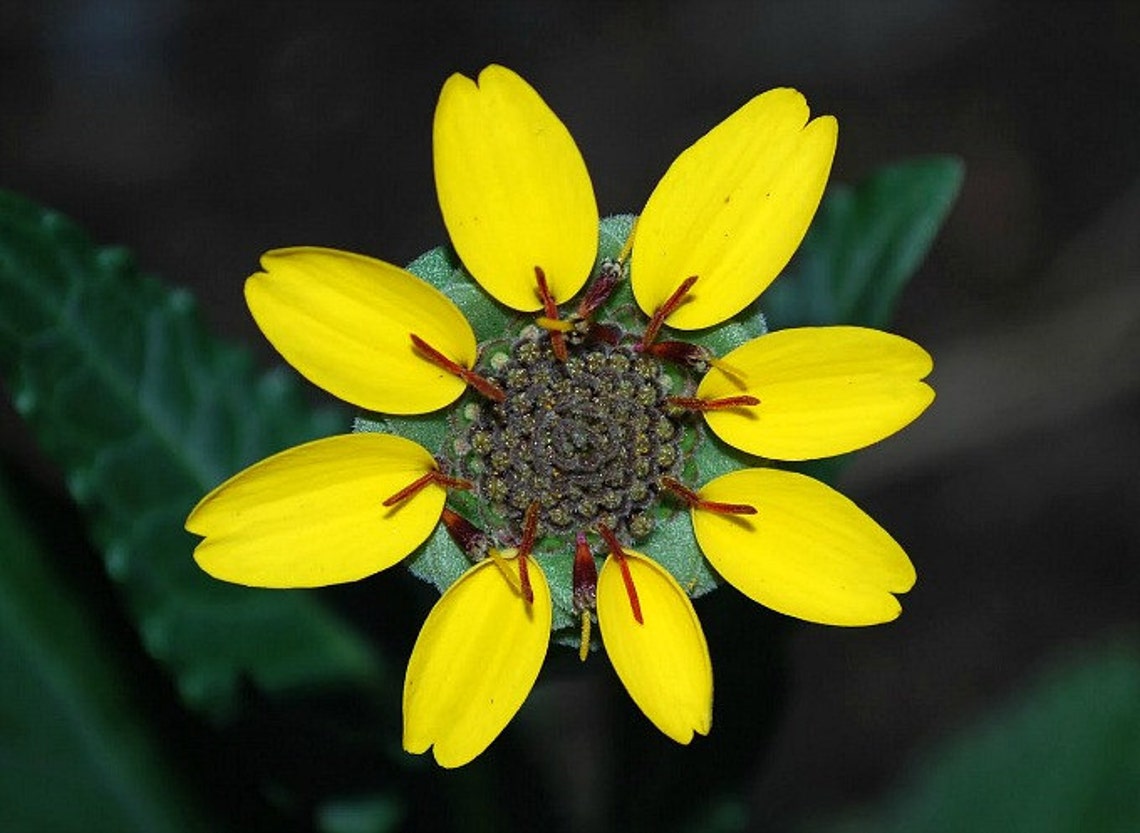 Chocolate Daisy Flower 10 Seeds Berlandiera Lyrata Etsy