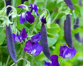 Blauwschokkers Purple Podded Peas, 15 heirloom seeds, non GMO, pink flowers, purple pods, cool weather crop, kids garden