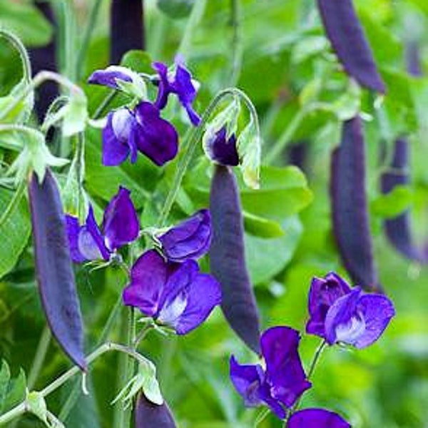 Blauwschokkers Purple Podded Peas, 15 heirloom seeds, non GMO, pink flowers, purple pods, cool weather crop, kids garden