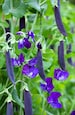 Blauwschokkers Purple Podded Peas, 15 heirloom seeds, non GMO, pink flowers, purple pods, cool weather crop, kids garden