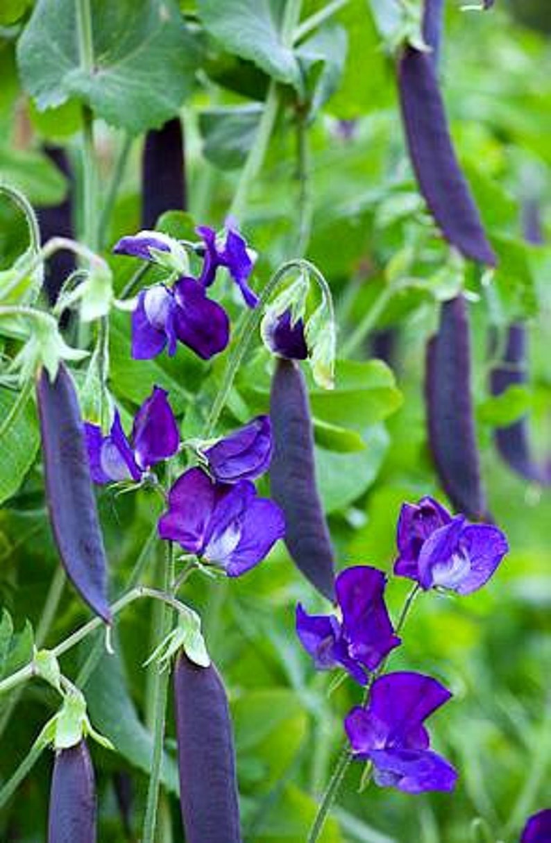 Blauwschokkers Purple Podded Peas, 15 heirloom seeds, non GMO, pink flowers, purple pods, cool weather crop, kids garden image 1