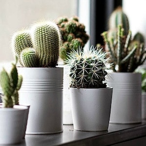 Windowsill Cactus Collection, 70 rare seeds, five fancy varieties, drought tolerant, container garden, desert garden, great hostess gift image 1