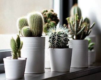 Windowsill Cactus Collection, 70 rare seeds, five fancy varieties, drought tolerant, container garden, desert garden, great hostess gift