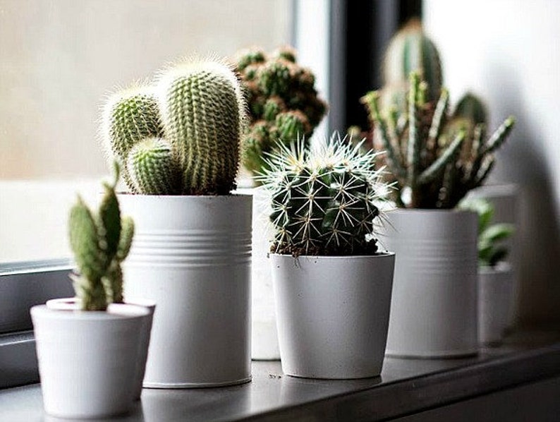 Windowsill Cactus Collection, 70 rare seeds, five fancy varieties, drought tolerant, container garden, desert garden, great hostess gift image 1