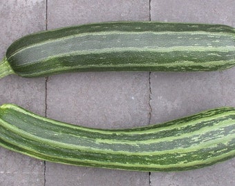 Courgettes Cocozelle, fleurs éclatantes et parfumées, fruits savoureux rayés, Cocozella di Napoli, héritage italien, 15 graines, facile