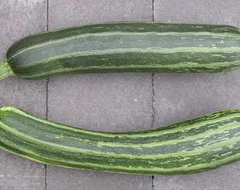 Cocozelle Zucchini, vibrant, fragrant blooms, striped flavorful fruit, Cocozella di Napoli, Italian heirloom, 15 seeds, easy