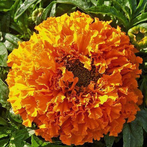 Dia De Los Muertos Marigold