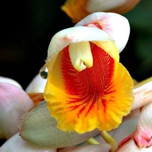 Kat Ginger, Alpinia katsumadai, 5 rare seeds, Thai spice, tasty roots, partial shade, zones 8 to 10, showy blooms image 2
