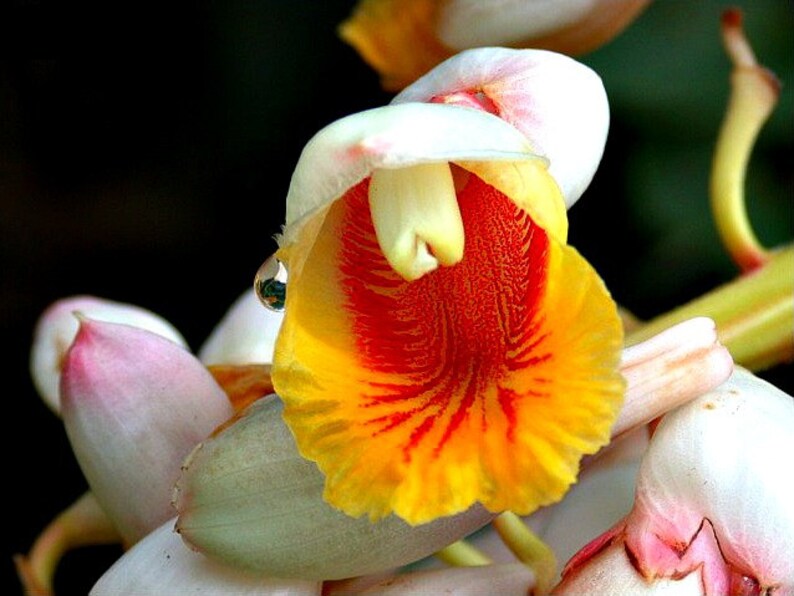 Kat Ginger, Alpinia katsumadai, 5 rare seeds, Thai spice, tasty roots, partial shade, zones 8 to 10, showy blooms image 2