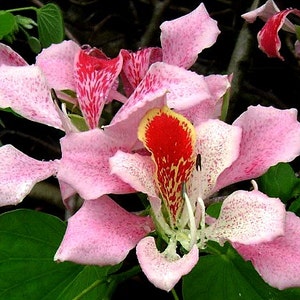 Bauhinia monandra, Pink Orchid Tree 5 seeds, dwarf tree, showy pink blooms, zones 9 to 11, drought tolerant, cool houseplant, great bonsai image 1