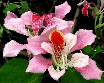 Bauhinia monandra, Pink Orchid Tree 5 seeds, dwarf tree, showy pink blooms, zones 9 to 11, drought tolerant, cool houseplant, great bonsai