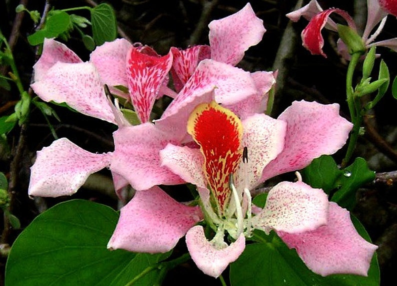 Bauhinia monandra, Pink Orchid Tree 5 seeds, dwarf tree, showy pink blooms, zones 9 to 11, drought tolerant, cool houseplant, great bonsai image 1