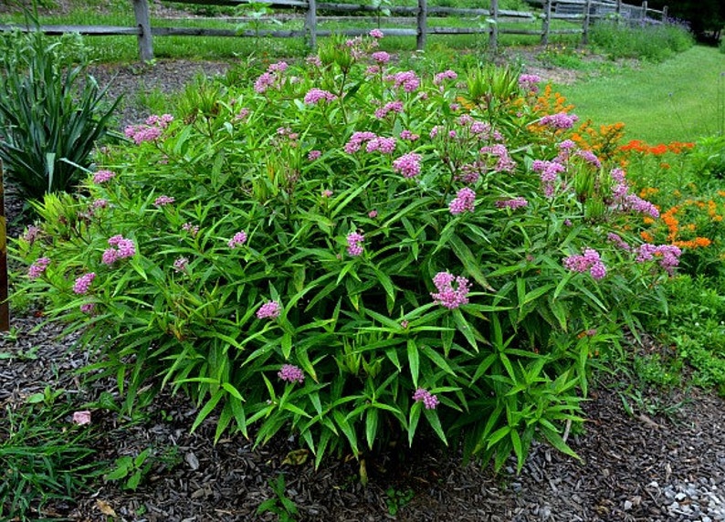 Asclepias incarnata, Swamp Milkweed, 25 seeds, pink butterfly weed, Monarch host, perennial in all zones, likes moist soil image 5