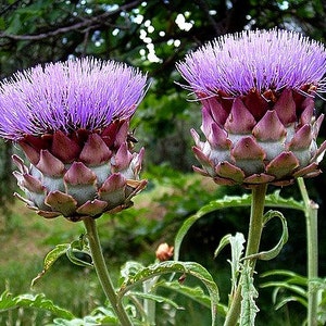 Purple Artichoke, Violet de Provence, 10 heirloom seeds, early and productive, silver foliage, cool purple blooms, cut flowers image 3