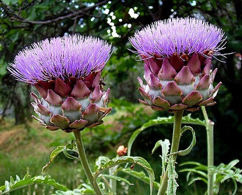 Purple Artichoke, Violet de Provence, 10 heirloom seeds, early and productive, silver foliage, cool purple blooms, cut flowers image 3