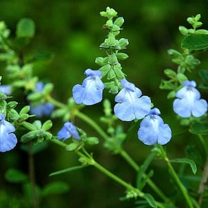 Blue Prairie Sage, Salvia azurea, 15 seeds, fluffy blooms, sweet fragrance, cold hardy, drought tolerant, zones 5 to 10, butterfly garden image 2