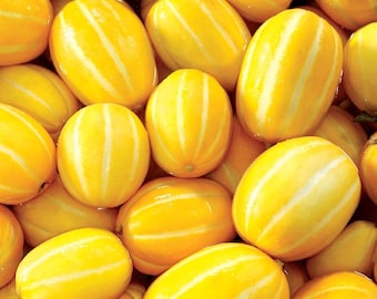 Cucumis melo, Early Silver Line Melon, Korean Heirloom, 10 seeds