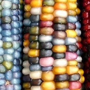 Glass Gem Corn, gorgeous, 20 seeds, rare heirloom, original strain, non GMO, ornamental flint corn, legendary beauty, Gem Corn Seed image 5