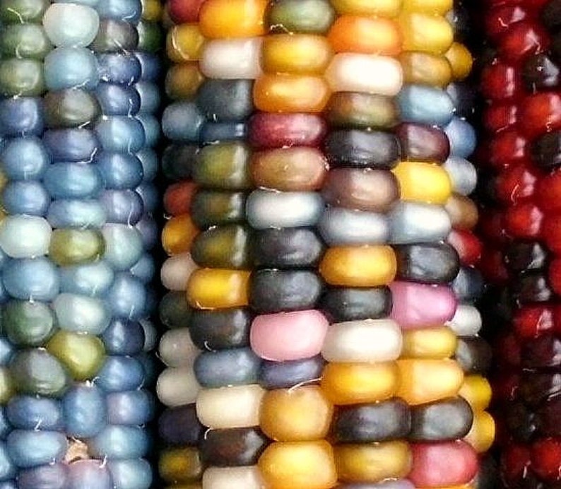 Glass Gem Corn, gorgeous, 25 seeds, rare heirloom, original strain, non GMO, ornamental flint corn, legendary beauty, Gem Corn Seed image 5