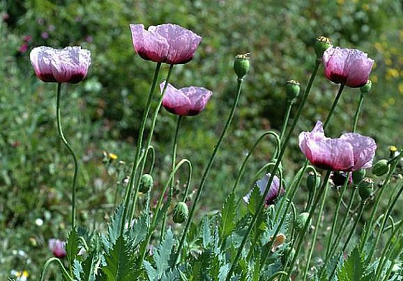 Purple Breadseed Poppy Papaver Paeoniflorum 100 Bulk Seeds Etsy