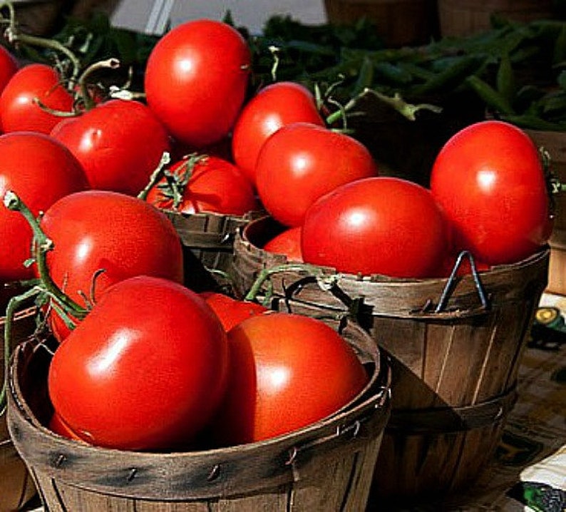 May include: A close-up of a basket filled with ripe red tomatoes. The tomatoes are arranged in a circular pattern, with some spilling over the edge of the basket. The basket is made of woven wood and has a natural brown color.
