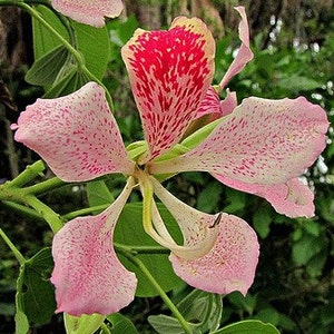 Bauhinia monandra, Pink Orchid Tree 5 seeds, dwarf tree, showy pink blooms, zones 9 to 11, drought tolerant, cool houseplant, great bonsai image 3