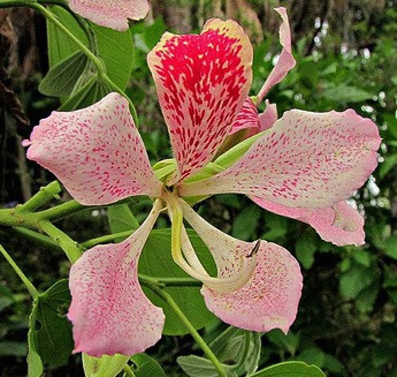Bauhinia monandra, Pink Orchid Tree 5 seeds, dwarf tree, showy pink blooms, zones 9 to 11, drought tolerant, cool houseplant, great bonsai image 3