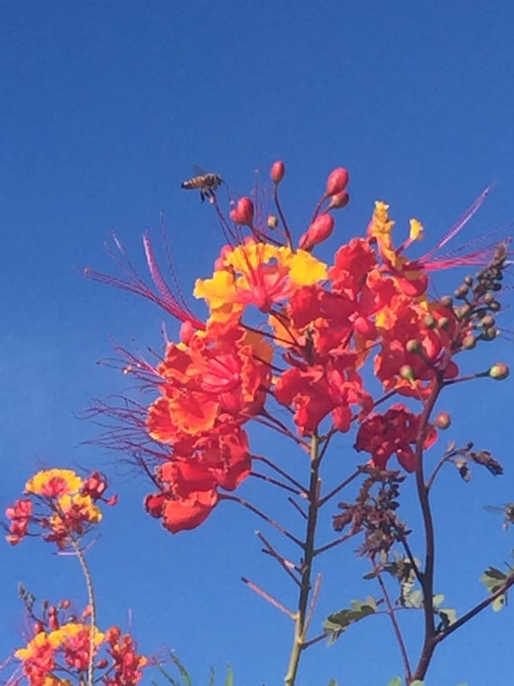 Plants Seeds Bulbs 100pcs Caesalpinia Pulcherrima Poinciana Peacock Flower Seeds Red Bird Paradise Home Garden Citricauca Com