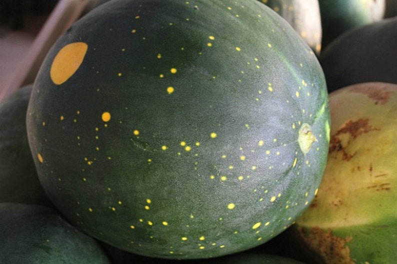 Yellow Moon & Stars, Heirloom Watermelon, 10 Rare Seeds, Non