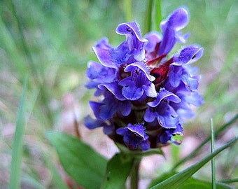 Prunella, Self Heal, 100 seeds, easy ground cover, purple blooms, perennial zones 5-8, sun or shade, deer proof, ground cover