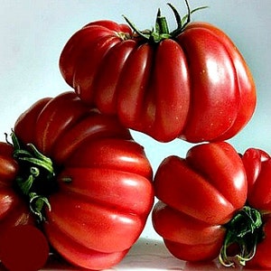 Zapotec ruffled tomato, rare Mexican heirloom, 10 seeds, loves dry heat, sweet flavor, scalloped slices, drought tolerant image 5
